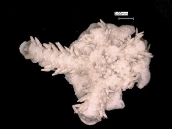Media type: image; Invertebrate Zoology OPH-1159